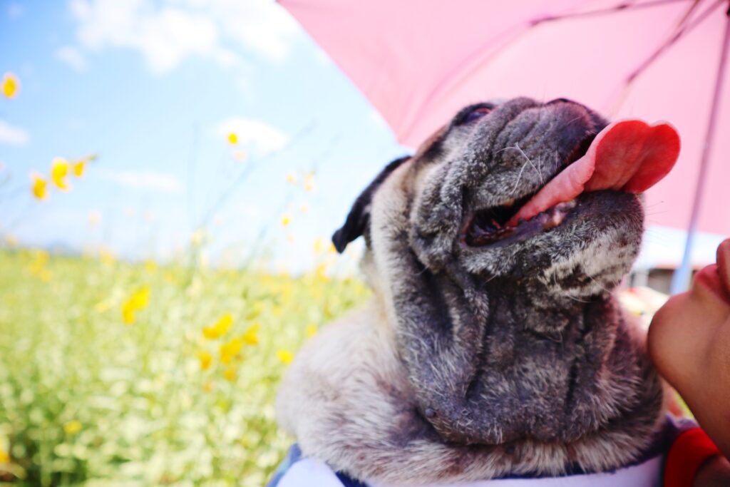 perro bajo mucho calor