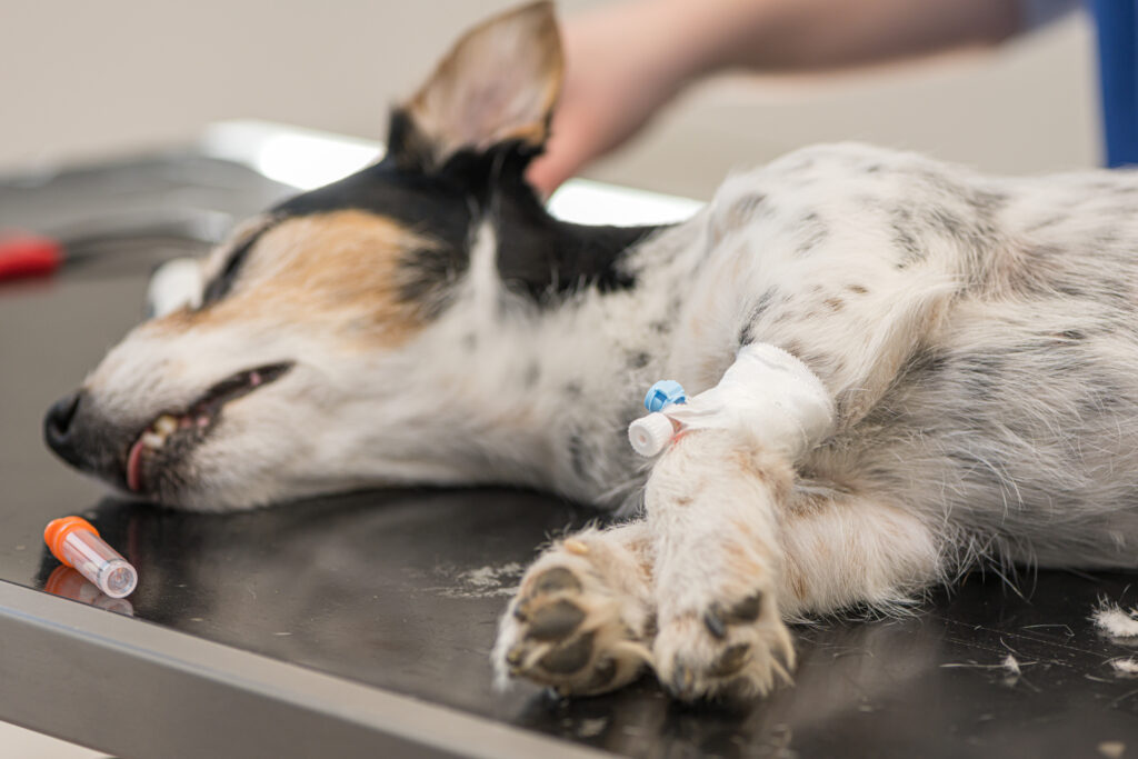 perro ayudado en la veterinaria