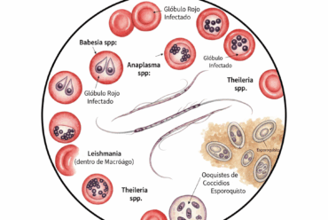 Protozoarios y Hemoparásitos en Animales Domésticos: Identificación, Ciclo Biológico y Enfermedades