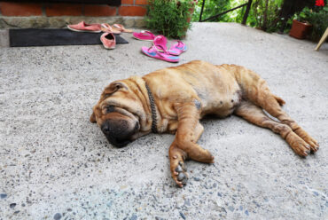 ¿Qué Hacer si Tu Perro Sufre un Desmayo o Síncope? Protocolo de Urgencia y Pasos Vitales