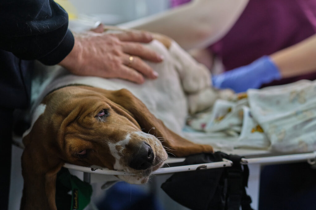 perro siendo atendido en urgencias
