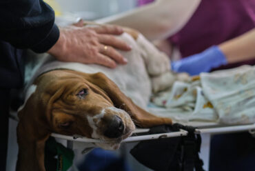 ¿Qué Hacer si Mi Perro se Envenena? Protocolo de Urgencia y Pasos Vitales que Salvan Vidas