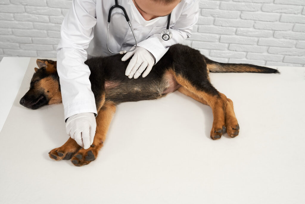 veterinario examinando perro