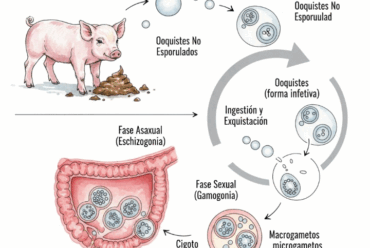 Coccidiosis en Cerdos: Causas, Síntomas, Diagnóstico y Tratamiento