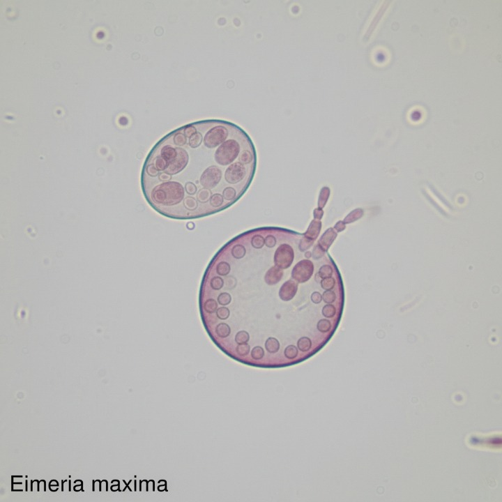 Coccidiosis en aves: Eimeria Maxima