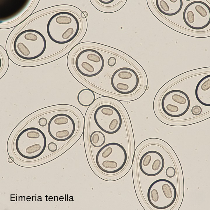 Coccidiosis en aves: Eimeria Tenella